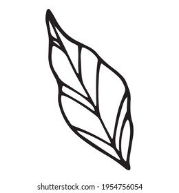 Icono de la hoja de botánica. Dibujo manual y ilustración de contorno del icono del vector de hoja de Botánica para el diseño web