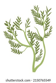 Botanik mit üppigem Blattwerk und Blättern, solide Stiele. Einsames Gras oder natürliche Bio-Kräuter zum Kochen und Würzen. Ingredienz für Medizin und Therapie. Außen Unkraut für den Garten. Vektorgrafik im Flachstil