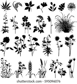 Botany plants