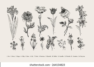 Botany. Set. Vintage Flowers. Black And White Illustration In The Style Of Engravings.