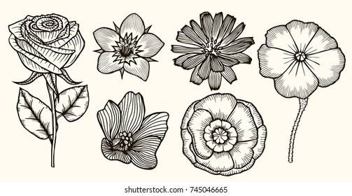 Botany Set Vintage flowers. Black and white illustration in the style of engravings.