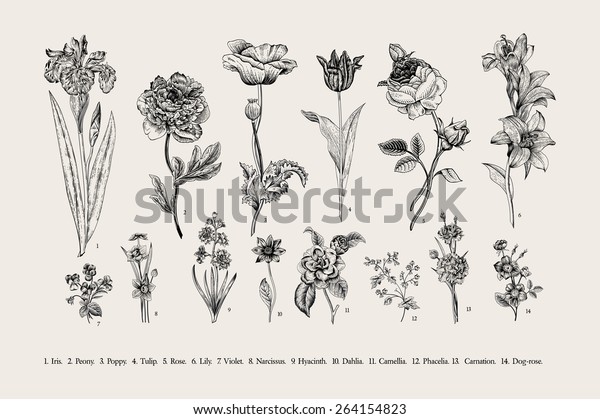 Botany. Set. Vintage flowers. Black and white\
illustration in the style of\
engravings.