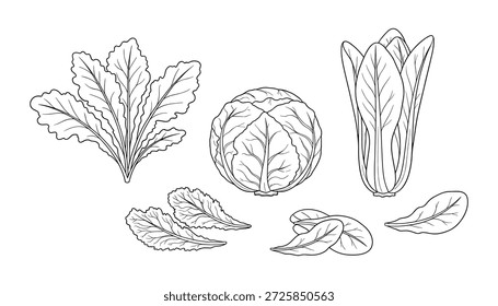 Estudo de botânica ilustrações de vários vegetais frescos. Mostrando folhas, caule, planta inteira no estilo de desenho de contorno.