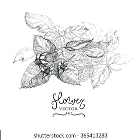 Botany. Vintage flowers. Black and white illustration in the style of engravings.