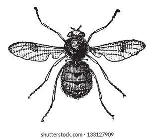 Botfly or Oestridae, vintage engraved illustration. Dictionary of Words and Things - Larive and Fleury - 1895