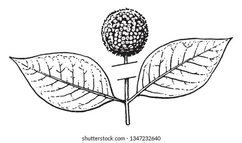 The both leaves are opposites. A simple fruit develops from ovary and many ovaries form aggregate fruit, vintage line drawing or engraving illustration.