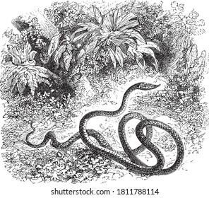 Bothrops insularis, From the Dictionary of Word and Things, 1888.