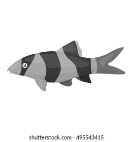 Botia clown (Botia macracantha) fish icon monochrome. Singe aquarium fish icon from the sea,ocean life monochrome.