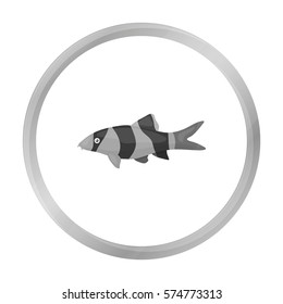 Botia clown (Botia macracantha) fish icon monochrome. Singe aquarium fish icon from the sea,ocean life monochrome.
