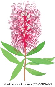 Bottle Brush Flower Vector Illustration