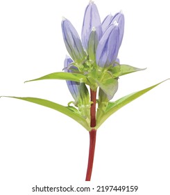 Bottle Gentian (Gentiana andrewsii) Prairie Wildflower Isolated 