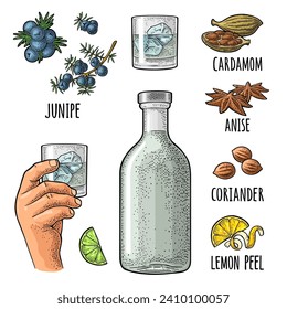 Bottle gin, lime slice, anise, cardamom, lemon peel twirled, coriander dried seed, branch juniper berries. Hands holding glass cocktail with ice. Vintage vector color engraving isolated on white