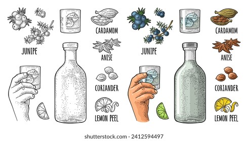 Bottle gin, lime slice, anise, cardamom, lemon peel twirled, coriander dried seed, branch juniper berries. Hands holding glass cocktail with ice. Vintage vector color engraving isolated on white