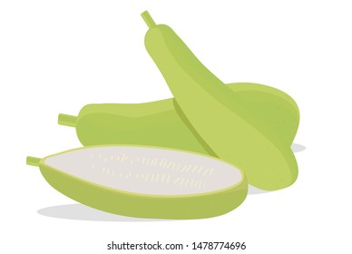 Bottle Gourd  vector illustration on White Background