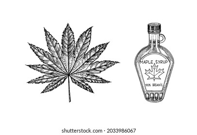 Frasco de jarabe de arce y hoja. Estilo vintage de dibujo a mano. Planta o hierba. Acer platanoides o macrophyllum.