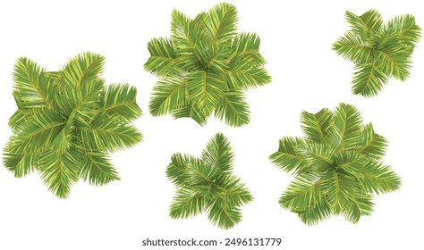 Bottle palm Trees isolated on white background, tropical trees isolated used for architecture from the top view 
