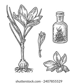Bottle with saffron dry threads. Plant with flower and corms. Engraving black vintage vector illustration isolated on white background.