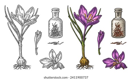 Flasche mit Safran-Trockenfäden. Pflanzen mit Blumen und Kormen. Schwarze Vintage-Vektorgrafik, einzeln auf weißem Hintergrund.