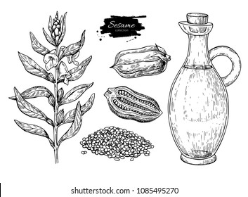 Bottle of sesame oil with plant and seed. Vector Hand drawn illustration. Glass pitcher vintage engraving isolated on white background. Great for menu, banner, label, logo, flyer