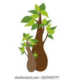 Bottle tree, baobab on a white background. Hot climate plant.