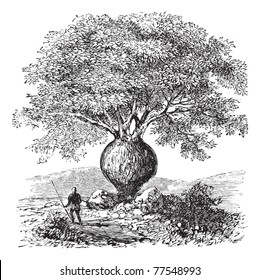 Bottle Tree or Queensland Bottle Tree or Brachychiton rupestris, vintage engraving. Old engraved illustration of a native man standing beside a Bottle Tree. Trousset Encyclopedia