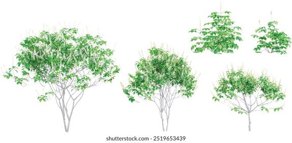 Bottlebrush buckeye Trees collection with realistic style