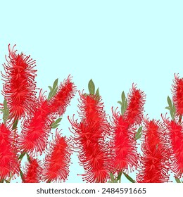 Bottlebrush red flowers vector illustration, native Australian plant