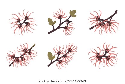 Bottlebrush style wildflower branches, red spiky blooms and buds, botanical vector illustration for Australian native garden graphics, spring festival decoration