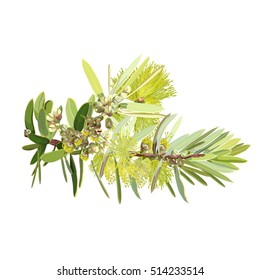 Bottlebrush yellow flower vector Illustration