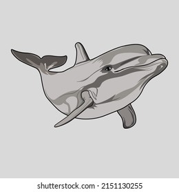 Bottlenose Dolphin Fisch Vektorgrafik