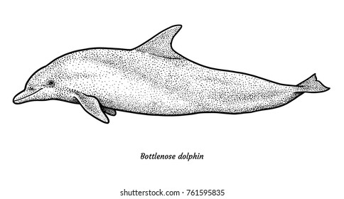 Bottlenose dolphin illustration, drawing, engraving, ink, line art, vector