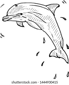 A bottlenose dolphin leaping into the air. Hand drawn vector illustration. 