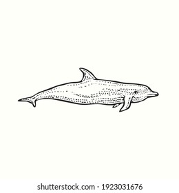 Bottlenose Dolphin Side View. Ink Black And White Doodle Drawing In Woodcut Outline Style. Vector Illustration