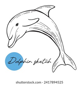 A bottlenose dolphin sketch. Hand drawn vector illustration. Sea mammal. For design, web.