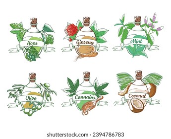 Bottles with oils hops ginseng mint olive cannabis coconut with ribbon set engraved vector illustration. Glass can with vegetables fruits leaves and berries for cooking organic culinary ingredient