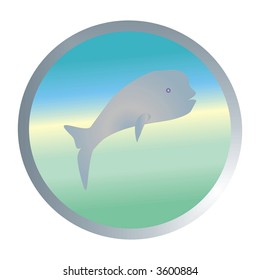 Dolphin´s bottom
