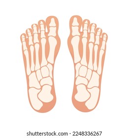 Bottom of foot with bones isolated vector illustration graphic