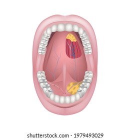 the bottom of the mouth. Salivary ducts of the salivary glands. Arteries and nerves of the tongue. Open wide. Vector illustration