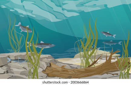 The bottom of a pond, lake or river with stones, algae and the trunk of a drowned tree. River fish of North America and Europe. Realistic vector underwater landscape