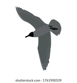 Vista de abajo de una gaviota voladora con alas esparcidas aisladas en blanco. Pajarito volador. Colores grises. EPS10 vectores.