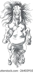 Bottom view of a horse jumping black and white illustration. A black-and-white drawing of a horse rearing up, with a flowing mane and a powerful body. Graphic black horse drawn in ink.