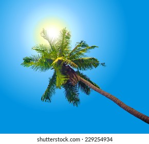 Bottom-up view of a beautiful palm tree with blue sunny sky