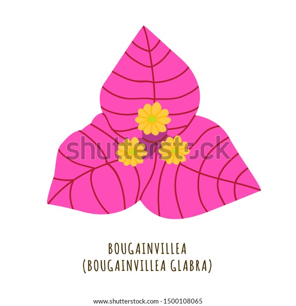 Bougainvillea Flat Vector Botanical Illustration Hand のベクター画像素材 ロイヤリティフリー