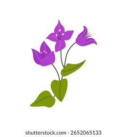 Bougainvillea flower branche with leaves on isolated background. Vector flat botanical illustration. Spring blooming stem of purple flowers