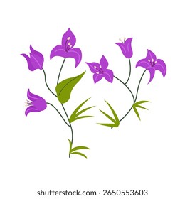 Bougainvillea flower branches with leaves. Vector flat botanical illustration. Spring blooming stem of purple flowers