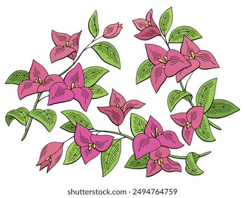 Bougainvillea flower graphic color isolated sketch set illustration vector