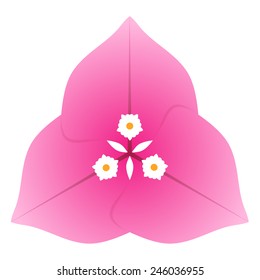 bougainvillea flower isolated on white background 
