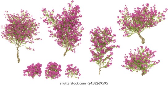 Bougainvillea flower plants isolate background 3d rendering