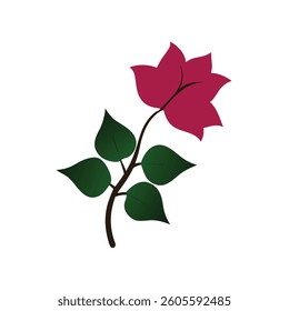 bougainvillea flower silhouette on white background
