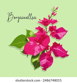 Bougainvillea flower vector image isolated on pastel green background.